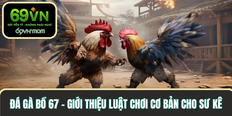 Đá gà bồ 67